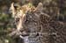 01-Leopard-040811-193