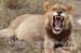 03-Lion-040812-324