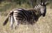 06-Zebra-040812-139