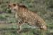 26-Cheetah-040813-768