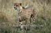 36-Cheetah-040813-761