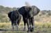 40-Elephants-040815-213