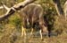 43-Eland-040813-93