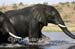 57-Elephant-040815-168