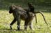 62-Baboon-040815-38
