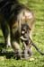 66-Baboon-040815-41