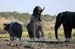 69-Elephants-040815-206