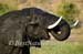 76-Elephant-040815-317