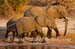 78-Elephants-040815-394