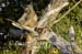 80-Baboon-040816-052