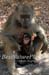 83-Baboon-040816-439